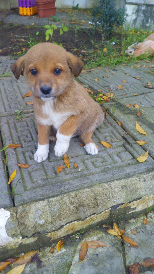 Ищем заботливых хозяев