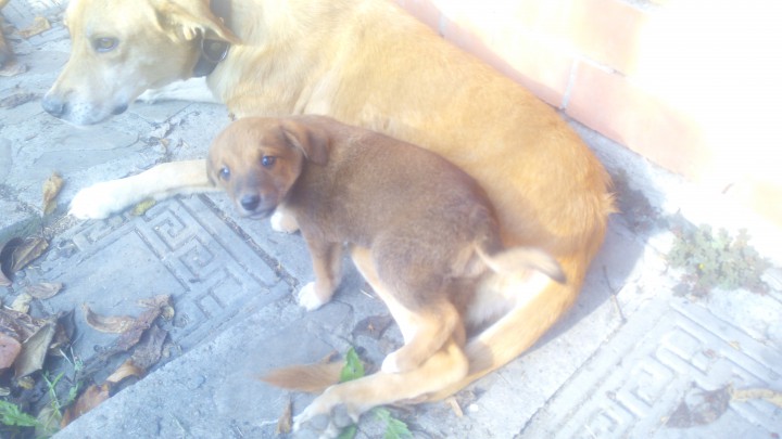 Ищем заботливых хозяев