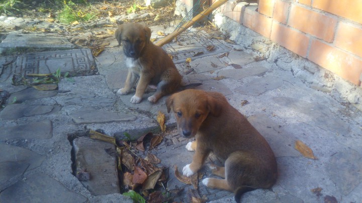 Ищем заботливых хозяев