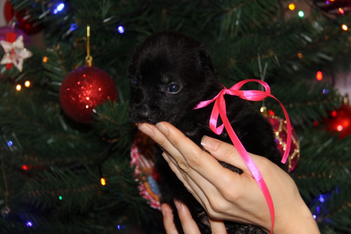 Щенки в добрые руки