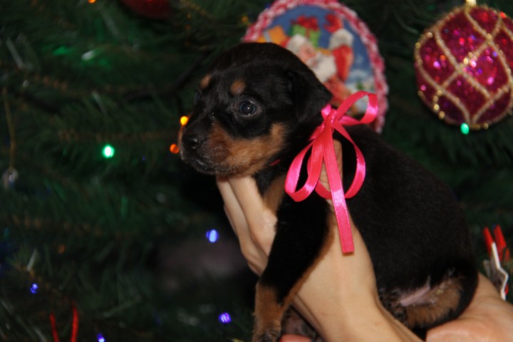 Щенки в добрые руки