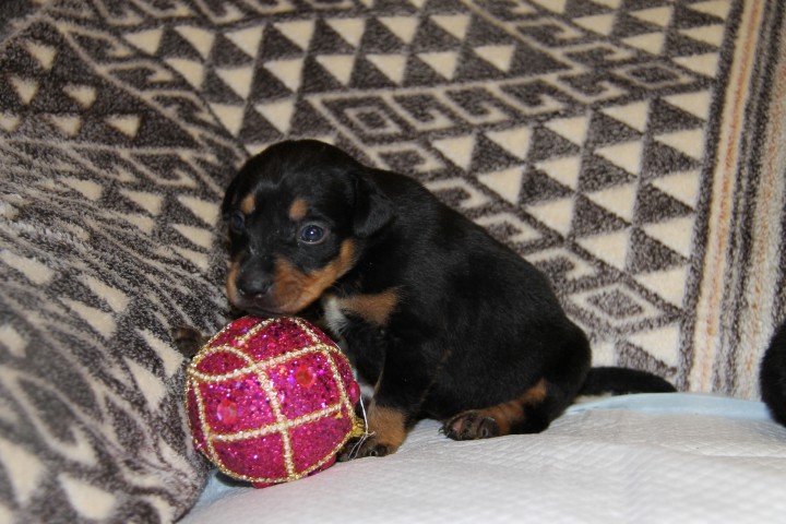 Щенки в добрые руки