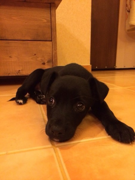 Щенок (мальчик) бесплатно в добрые руки!