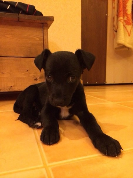 Щенок (мальчик) бесплатно в добрые руки!