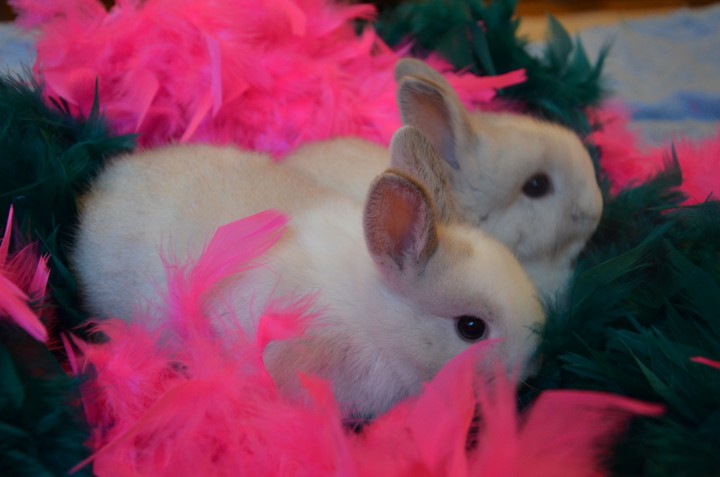 Продаются декоративные кролики 