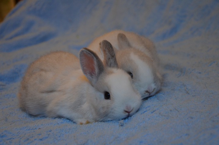 Продаются декоративные кролики 