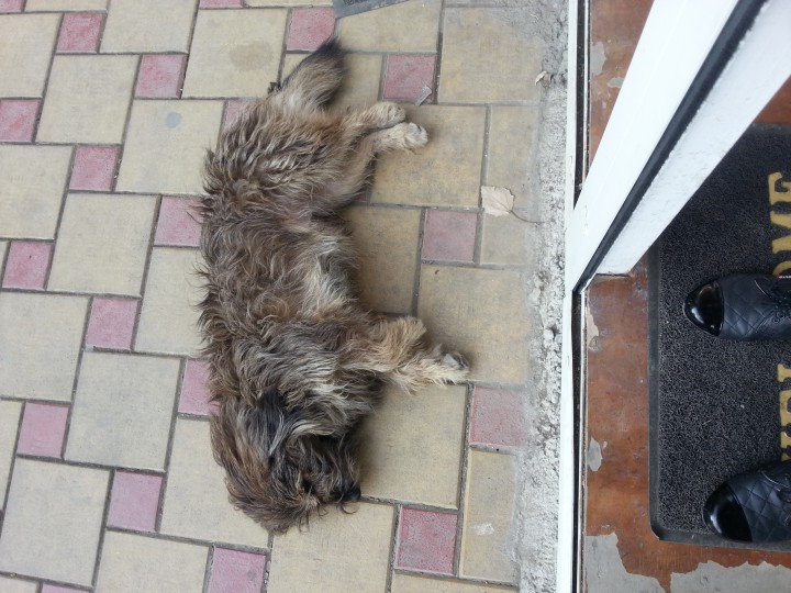  в хосте (на рынке) собака ищет дом