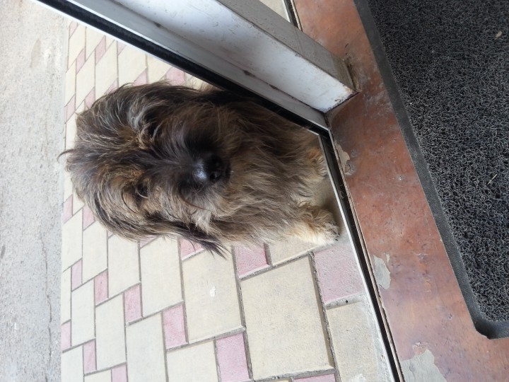  в хосте (на рынке) собака ищет дом