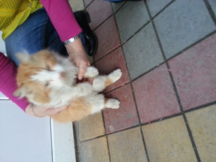 рыжик ищет свой дом