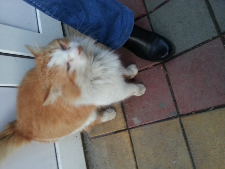 рыжик ищет свой дом