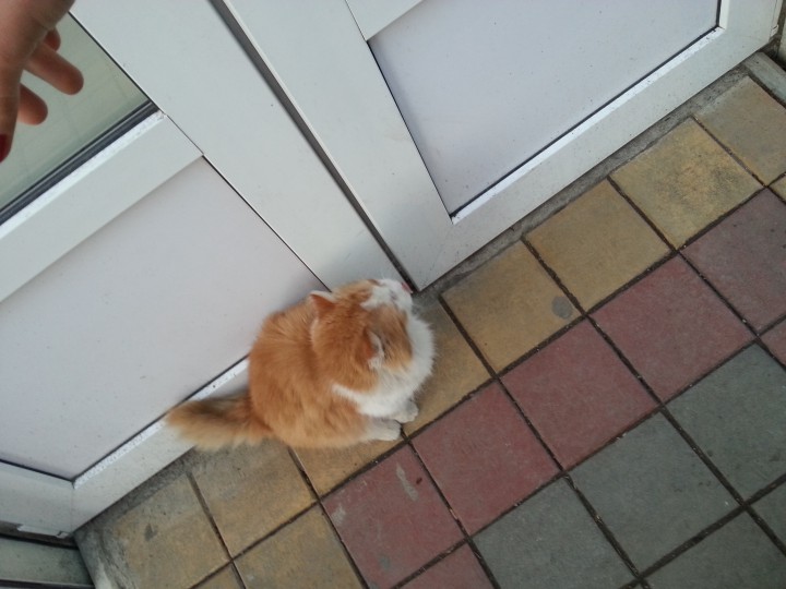 рыжик ищет свой дом