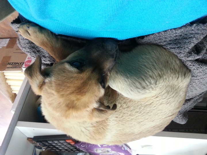 подкидыш ищет дом