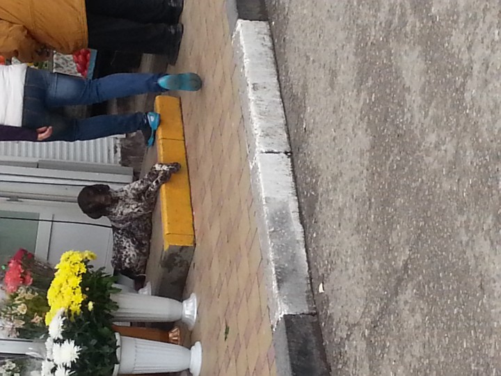 кто потелял собаку ???!!!