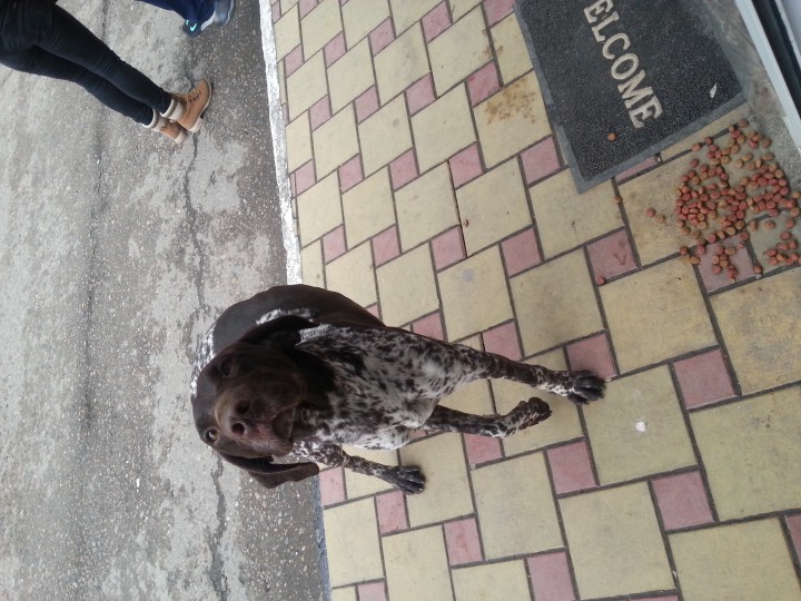 кто потелял собаку ???!!!