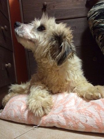 милая болонка ищет дом