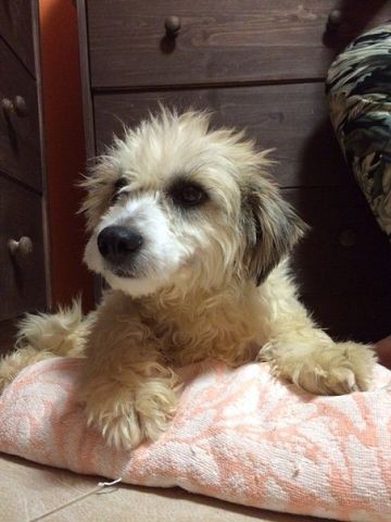 милая болонка ищет дом