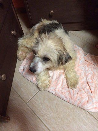 милая болонка ищет дом