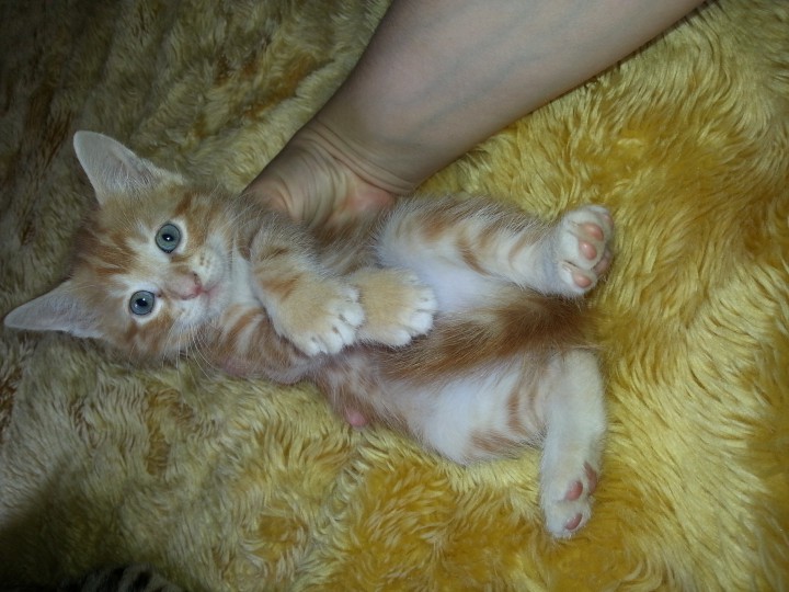 Малыши ищут семью