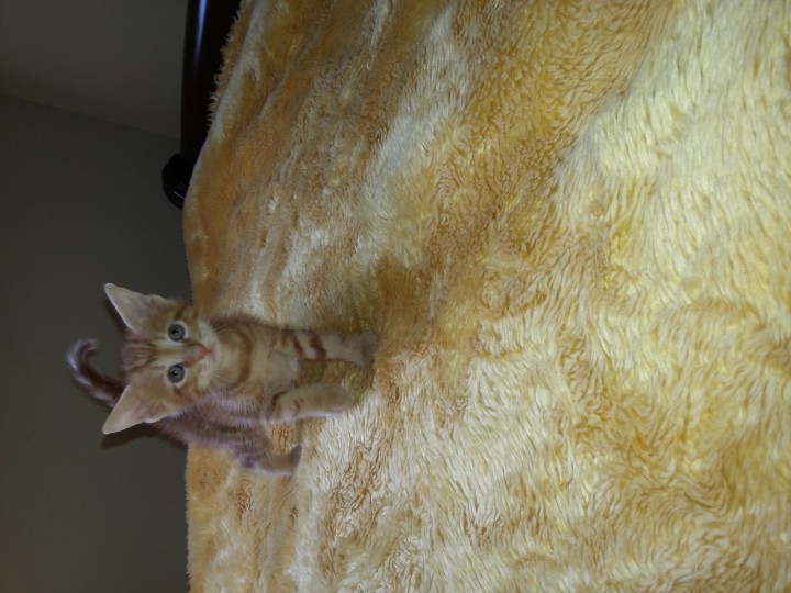 Малыши ищут семью