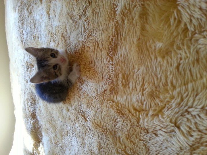 Малыши ищут семью