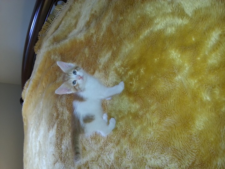 Малыши ищут семью