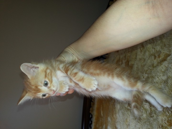 Малыши ищут семью