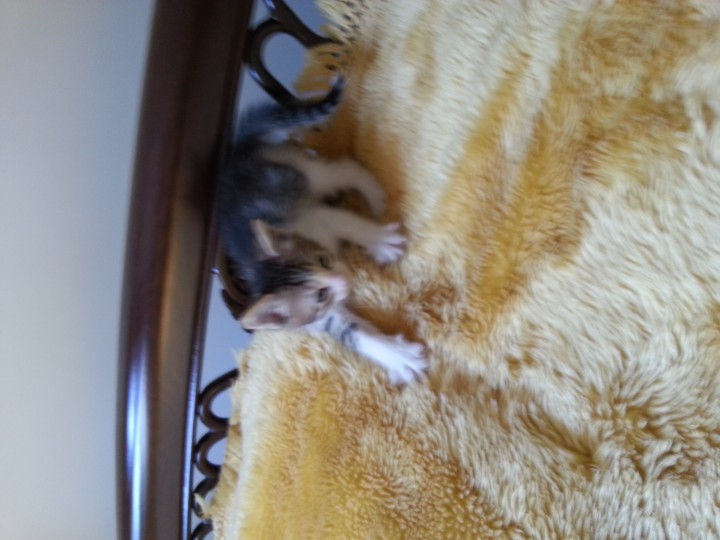 Малыши ищут семью