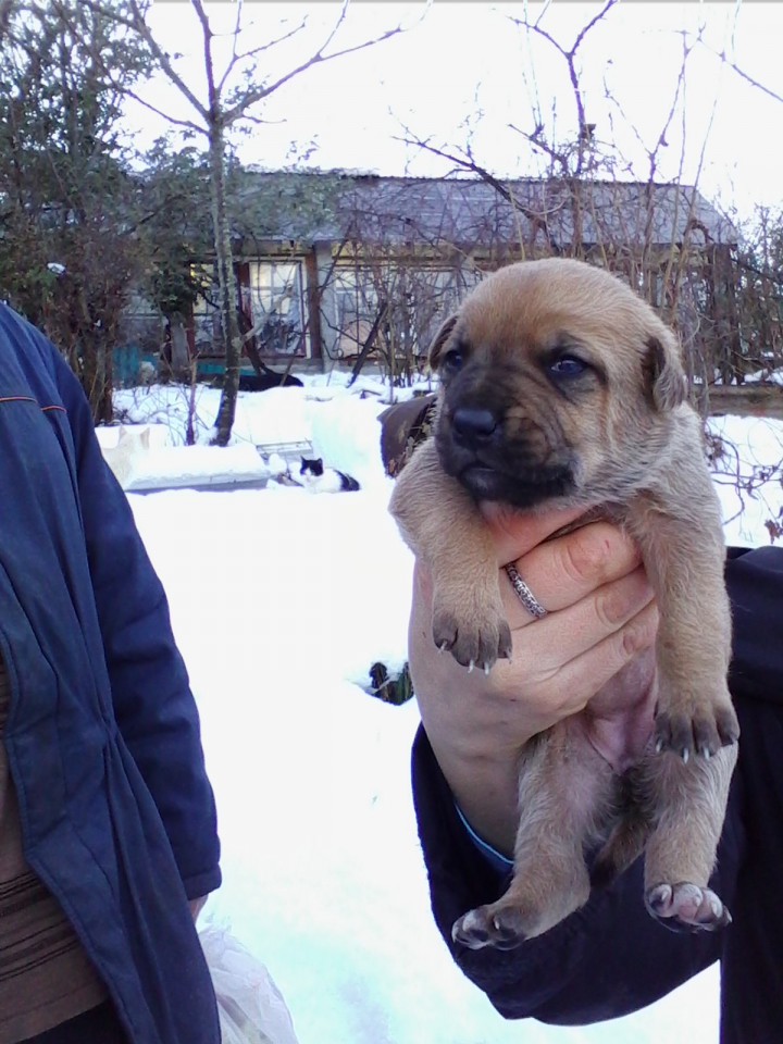 В добрые руки