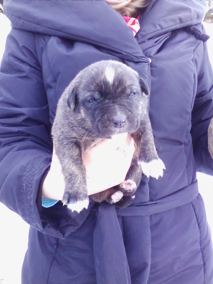 В добрые руки