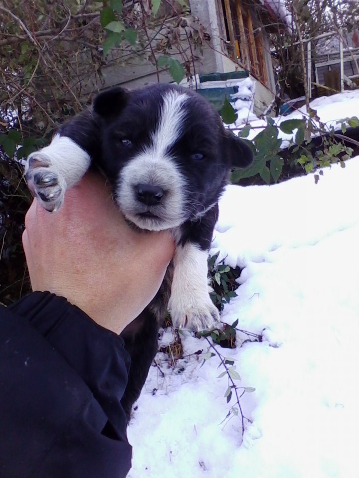 В добрые руки