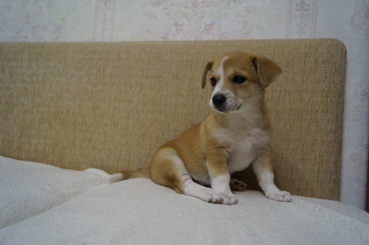 Щенок ищет семью