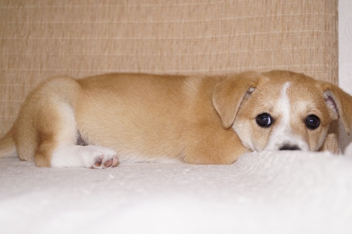 Щенок ищет семью