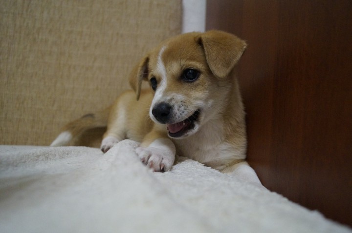 Щенок ищет семью