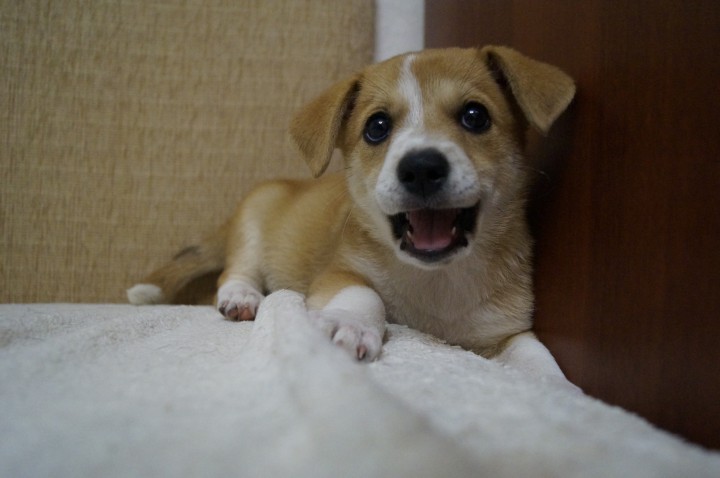 Щенок ищет семью