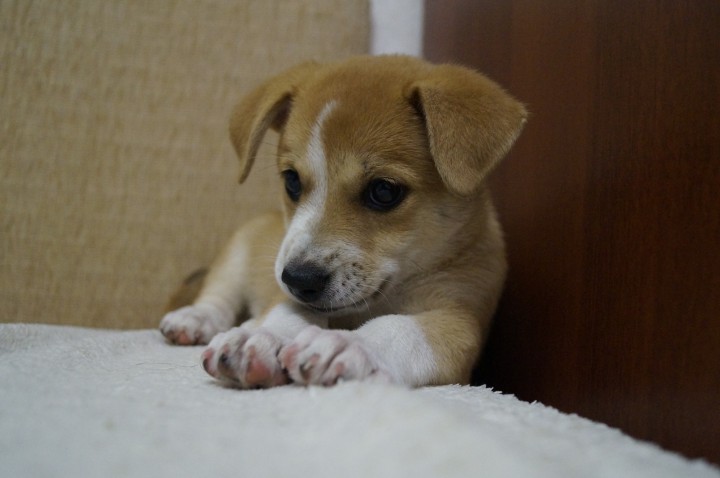 Щенок ищет семью