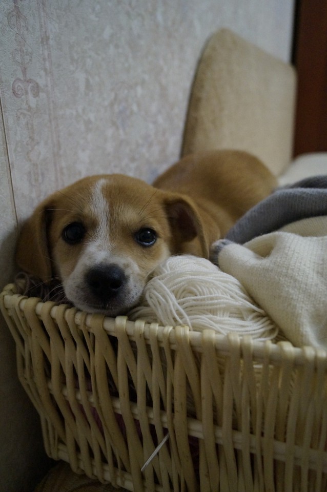 Щенок ищет семью