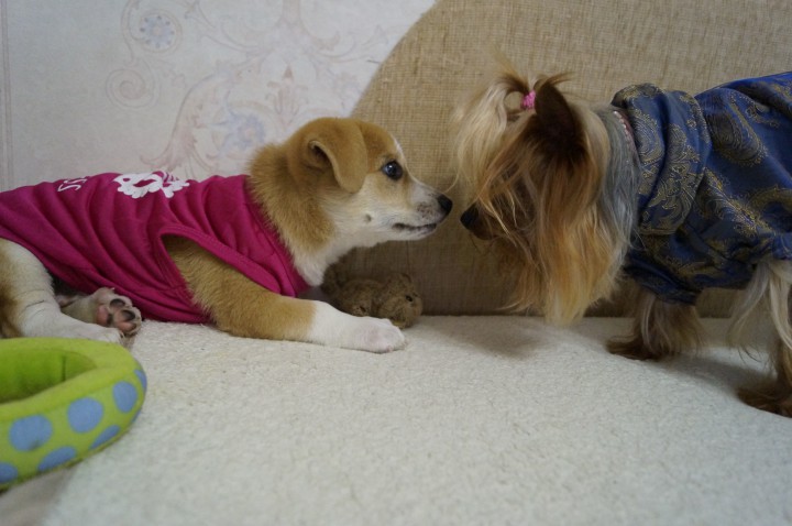 Девочка ищет семью