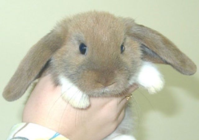Красивые декоративные кролики - модно и весело!