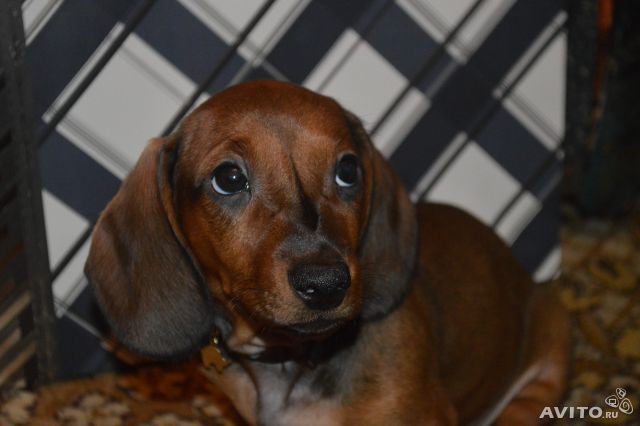 Продам щенка таксы.