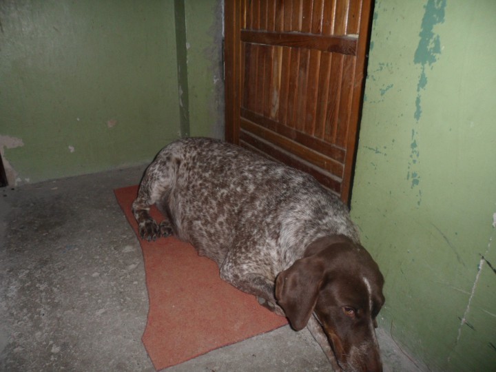 Ищу хозяина.