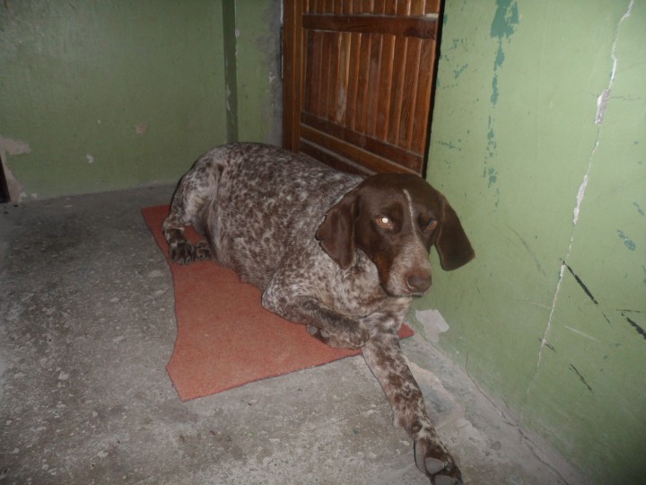 Ищу хозяина.