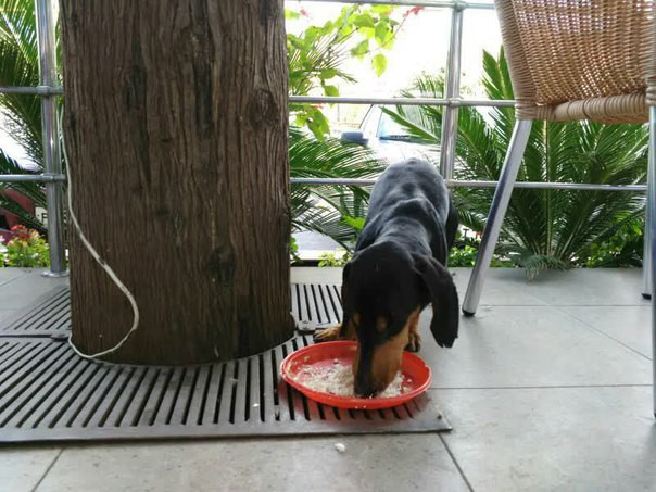 Найдена такса