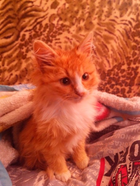 В самые добрые руки котенка-лисенка!!!! (Причина: наша кошечка н