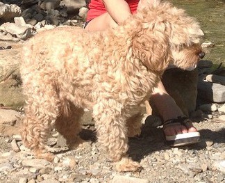 Пропала собака.