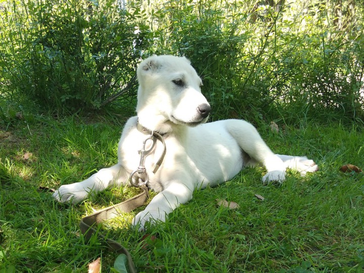 Щенки среднеазиатской овчарки