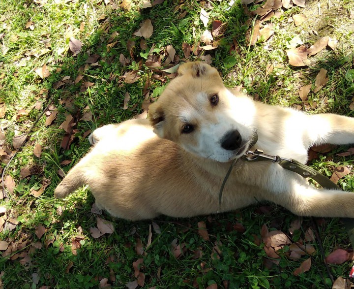 Щенки среднеазиатской овчарки