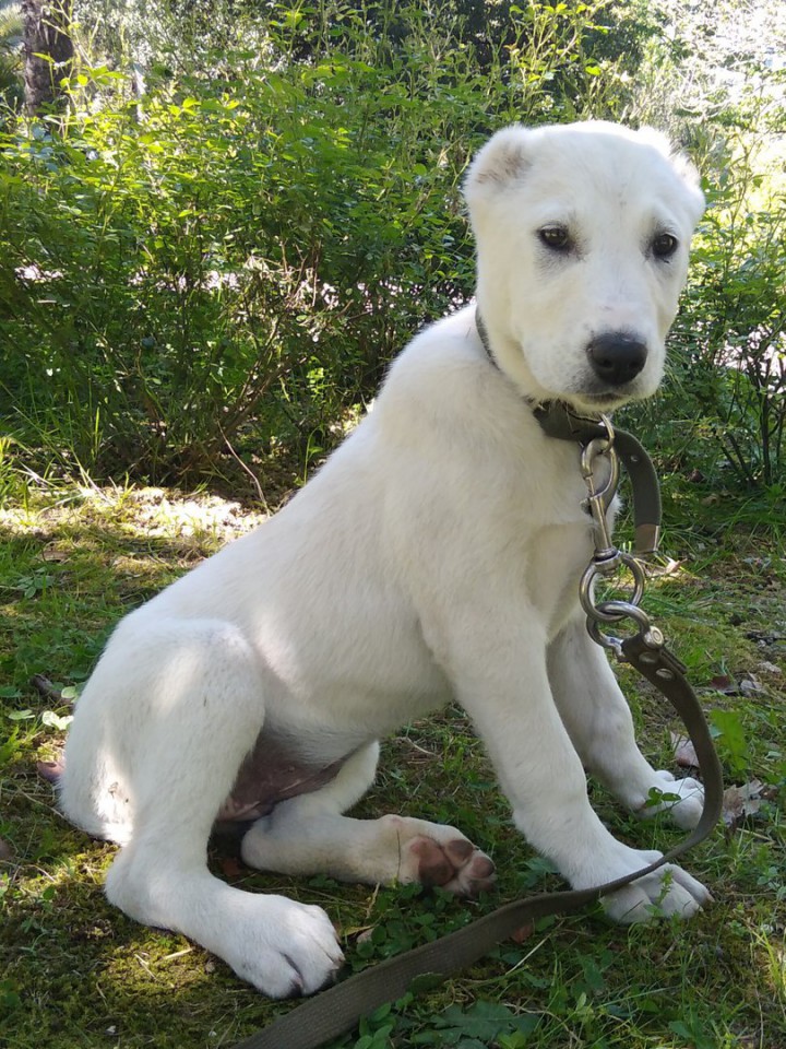 Щенки среднеазиатской овчарки