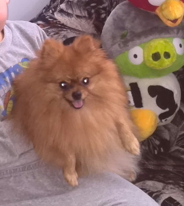 Пропала собака.