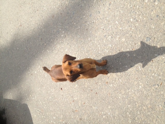 такса-потеряшка вдобрые руки