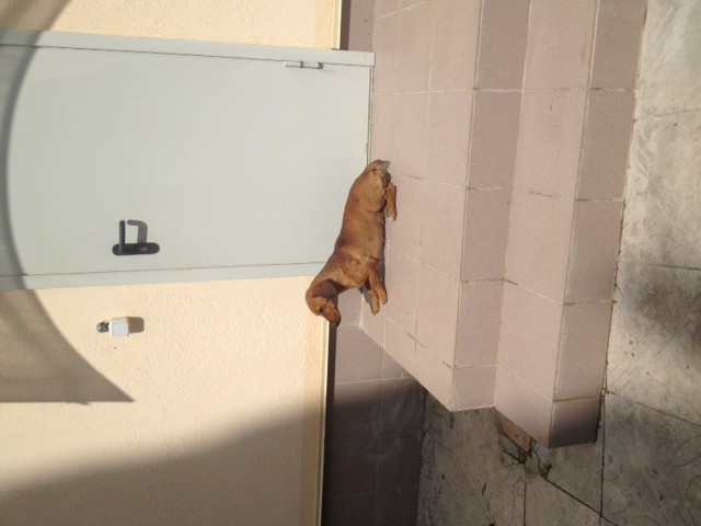 такса-потеряшка вдобрые руки